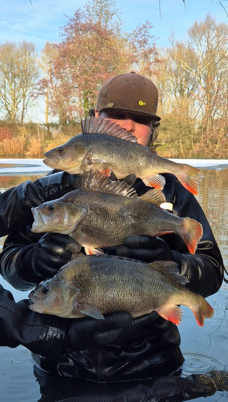 3 lovely Perch